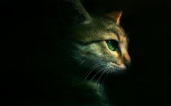 Cat-Darkness.jpg