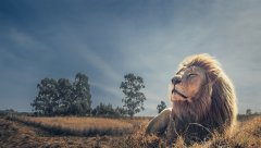 Lion-The-King-of-Jungle.jpg